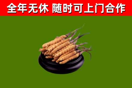 杭州市烟酒回收冬虫夏草.jpg